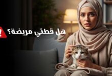 تعرف على كيف تعرف أن قطتك مريضة