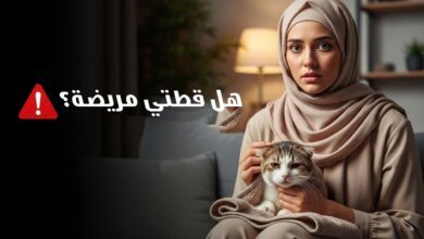 تعرف على كيف تعرف أن قطتك مريضة